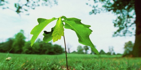 oak growth